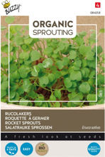 Salatrauke Sprossen - Buzzy Organic Sprouting