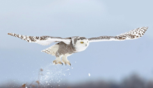 Snowy Owl Blast-Off Poster