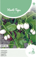 Eierfrucht White Egg - Horti Tops