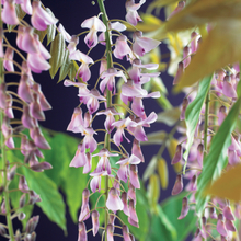 Klätterväxt Japanskt Blåregn Rosea Omnia Garden