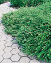Häck/Marktäckare Myrtentry Maigrün 15-30 cm (C) Omnia Garden