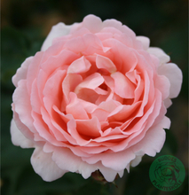 Rosor Modern Buskros Clair Renaissance® (PoulsyngPbr) Barrot Omnia Garden