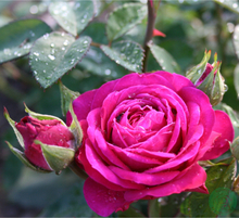 Rosor Floribundaros Heidi Klum Rose (Tan00681Pbr) Barrot Omnia Garden