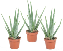 Aloe vera - Kvantitet: 3 - Suckulent - ⌀ 10,5 - Höjd 25 cm
