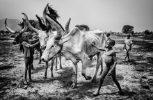 Mundari Tribe Children Taking Care Of The Cattle - South Sudan Poster
