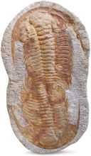 Trilobiet, Marokko, nr. 230 - bruin