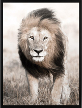 Nature Lion Face Poster 50x70 cm
