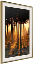 Inramad Poster / Tavla - Dark Tree Tops - 20x30 Guldram med passepartout