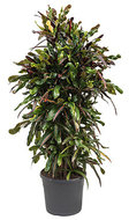 Croton Mamey 130 cm