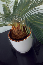 Plantenbak LED Ring