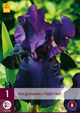 Deutsche Schwertlilie Iris germanica Night Owl