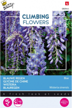 Blauregen / Wisteria Blue - Climbing Flowers