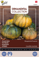 KÃÂ¼rbis MusquÃÂ©e de Provence - Ornamental Collection