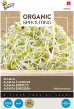 Alfalfa Sprossen / Luzerne BIO - Buzzy Organic Sprouting