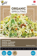 Daikon Sprossen - Buzzy Organic Sprouting