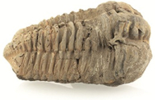 Trilobiet bruin ca. 6 cm - aardetinten