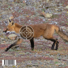 Gyttorp Gyttorp Target Airgun Fox Nocolour Övningsskytte OneSize