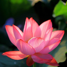 Egrow 10Pcs Gardening Lotus Seeds Aquatic Plants Perennial Plant for Home Bonsai