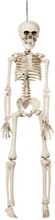 Hängande Böjbart Skelett Prop