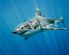 Malen nach Zahlen - Großer weißer Hai, mit Rahmen