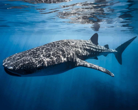Malen nach Zahlen - Wal-Hai, ohne Rahmen