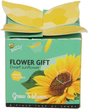 Buzzy Flower Gift Sonnenblumen - Helianthus