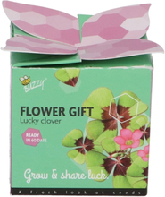 Buzzy Flower Gift GlÃÂ¼cksklee - Trifolium