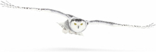 Snowy Owl On The Hunt Poster