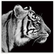 Obraz Majestic Tiger 80x80 cm