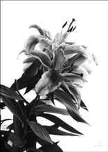 BLACK AND WHITE FLOWER - Poster 50x70 cm