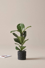 FICUS LYRATA krukväxt höjd 60 cm Grön