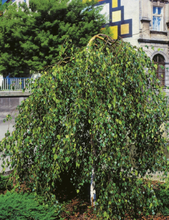 Tårbjörk Ungträd 150-200cm
