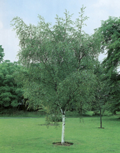 Vårtbjörk Ungträd 125-150cm