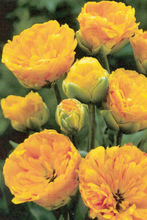 Tulpe Yellow Pompenette