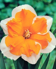 Narzisse Orangerie - Narcissus