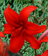 Asiatische Lilie Rot - Lilium Asiaticum