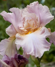 Deutsche Schwertlilie Constant Wattez - Iris Germanica