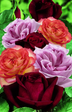 Kollektion stark duftenden Rosen - Rosa