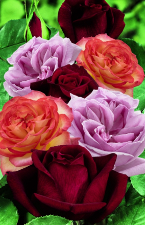 Kollektion stark duftenden Rosen - Rosa