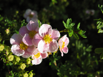 Häck Trädgårdstok Pink BeautyPbr 20-40 cm (C) Omnia Garden