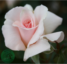 Rosor Tehybridros A Whiter Shade Of Pale (PeafanfarePbr) Barrot Omnia Garden