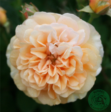 Rosor Moschata-Ros Buff Beauty Barrot Omnia Garden