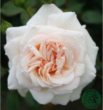 Rosor Storblommig Klätterros Penny Lane Barrot Omnia Garden