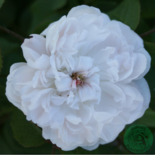 Rosor Portlandros White Jacques Cartier Barrot Omnia Garden