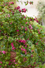Prydnadsbuske Doorenbossnöbär Magic Berry Omnia Garden