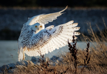 Snowy Owl Taking Off Poster