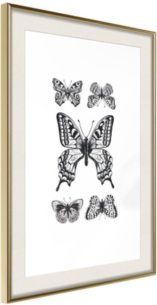 Inramad Poster / Tavla - Butterfly Collection IV