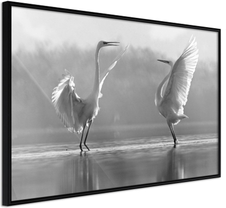 Inramad Poster / Tavla - Black and White Herons - 45x30 Svart ram