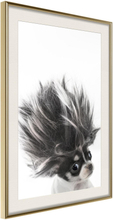 Inramad Poster / Tavla - Funny Chihuahua - 20x30 Guldram med passepartout