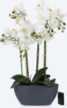 Pflanzenzauber LED-Orchideen-Arrangement
